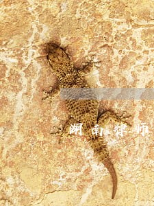 湖南律师收费标准案件收费 湖南律师收费标准案件收费