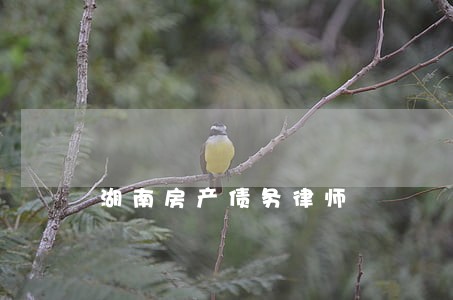 湖南房产债务律师