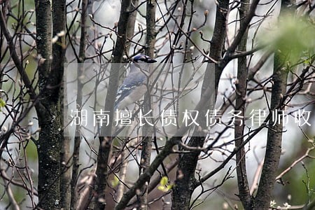 湖南擅长债权债务律师收费标准 湖南擅长债权债务律师收费标准