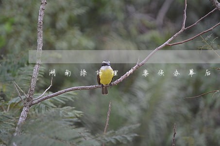 湖南操场埋尸案侦办幕后细节律师 湖南操场埋尸案侦办幕后细节律师