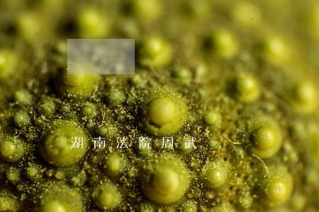 湖南法院周武