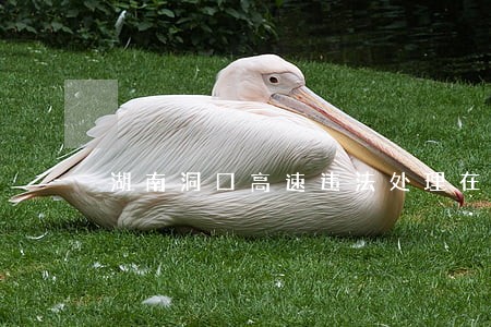 湖南洞口高速违法处理在哪里