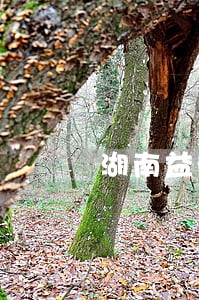 湖南益阳交通肇事案律师哪个好 湖南益阳交通肇事案律师哪个好