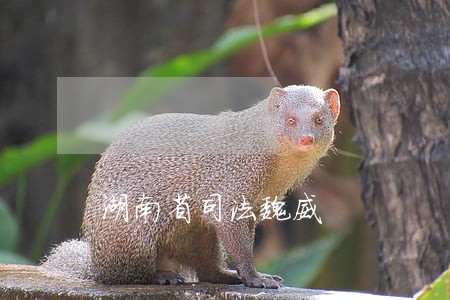 湖南省司法魏威 湖南省司法魏威