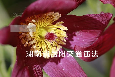 湖南省岳阳交通违法 湖南省岳阳交通违法
