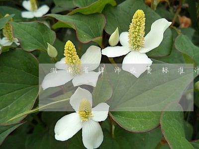 湖南省律师收费标准计算器 湖南省律师收费标准计算器
