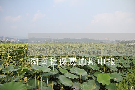 湖南社保费逾期申报 湖南社保费逾期申报