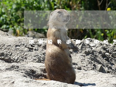 湖南税务逾期未申报怎么办 湖南税务逾期未申报怎么办