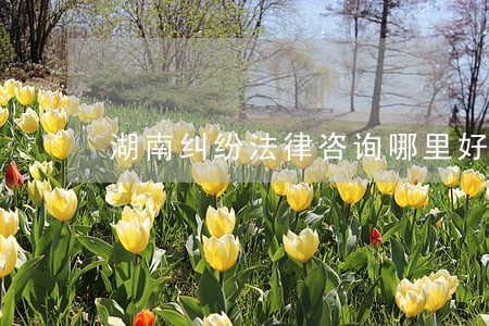 湖南纠纷法律咨询哪里好 湖南纠纷法律咨询哪里好