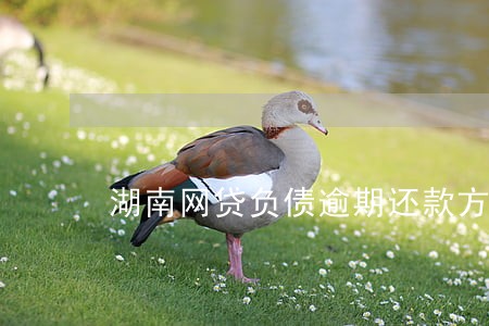 湖南网贷负债逾期还款方法 湖南网贷负债逾期还款方法