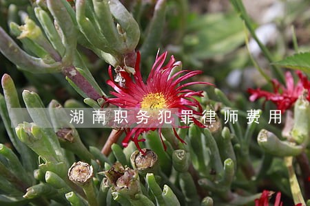 湖南职务犯罪律师费用 湖南职务犯罪律师费用