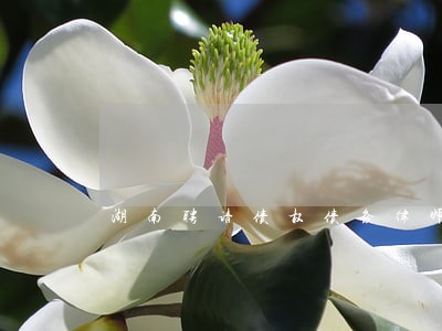 湖南聘请债权债务律师哪里找 湖南聘请债权债务律师哪里找