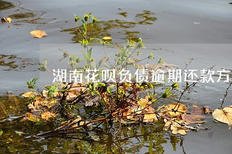 湖南花呗负债逾期还款方法