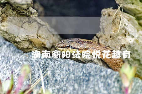 湖南衡阳法院悦花越有 湖南衡阳法院悦花越有