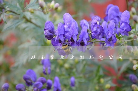 湖南贷款逾期外包公司 湖南贷款逾期外包公司