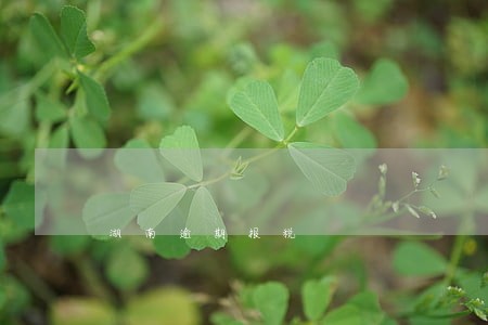 湖南逾期报税