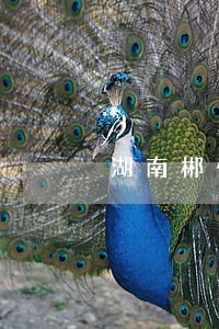 湖南郴州刑事诉讼律师哪个好 湖南郴州刑事诉讼律师哪个好