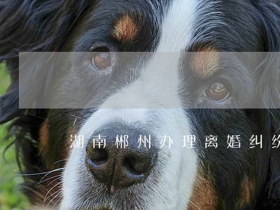 湖南郴州办理离婚纠纷律师怎么找 湖南郴州办理离婚纠纷律师怎么找