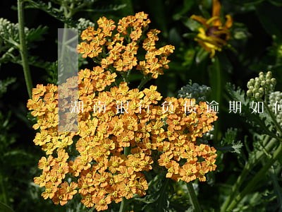 湖南银行负债逾期如何规划还款 湖南银行负债逾期如何规划还款