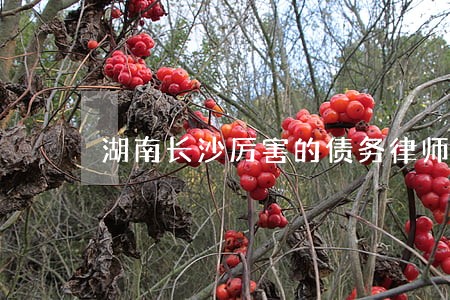 湖南长沙厉害的债务律师报价 湖南长沙厉害的债务律师报价