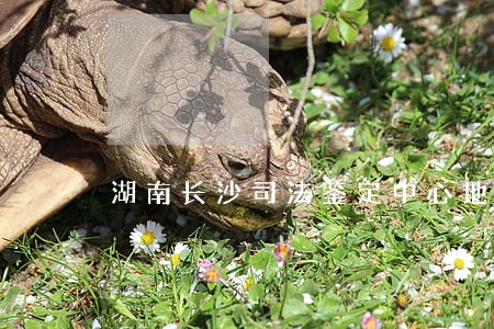 湖南长沙司法鉴定中心地址 湖南长沙司法鉴定中心地址