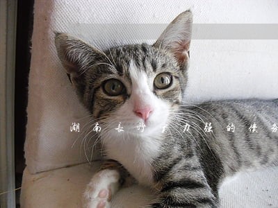 湖南长沙实力强的债务合同律师 湖南长沙实力强的债务合同律师