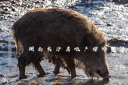 湖南长沙房地产律师电话 湖南长沙房地产律师电话
