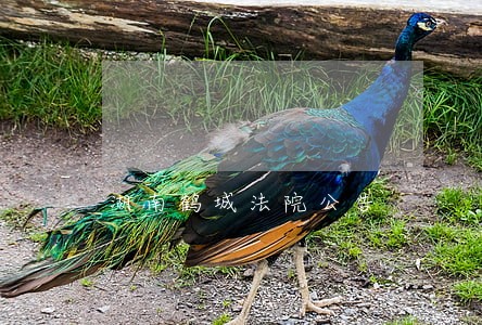 湖南鹤城法院公告 湖南鹤城法院公告
