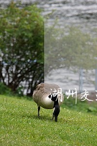湖州交通违法有奖举报 湖州交通违法有奖举报