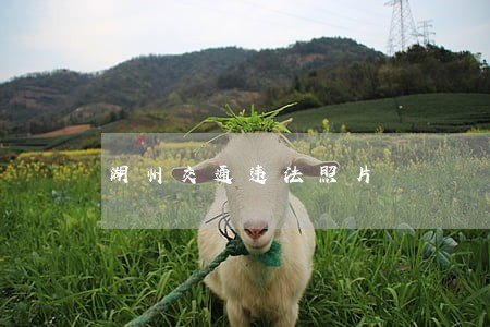湖州交通违法照片