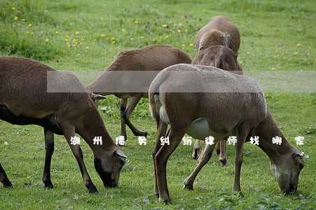 湖州债务纠纷律师找哪家 湖州债务纠纷律师找哪家