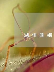 湖州婚姻律师事务所地址 湖州婚姻律师事务所地址