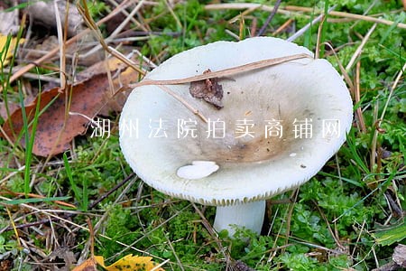 湖州法院拍卖商铺网 湖州法院拍卖商铺网