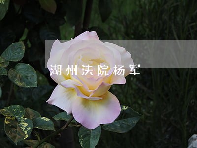 湖州法院杨军 湖州法院杨军