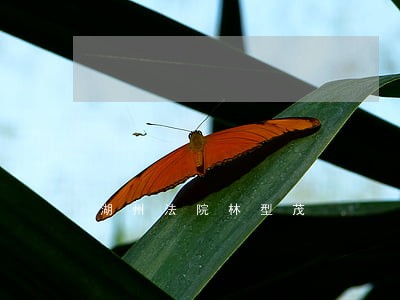 湖州法院林型茂 湖州法院林型茂