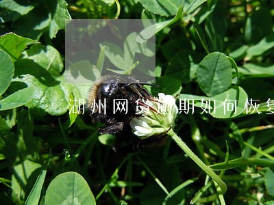 湖州网贷逾期如何恢复征信 湖州网贷逾期如何恢复征信