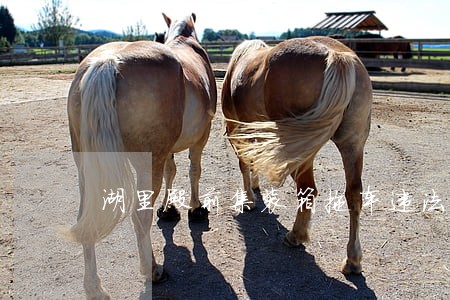 湖里殿前集装箱拖车违法停放