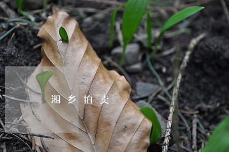 湘乡拍卖 湘乡拍卖