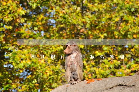 湘江银行逾期怎么处理 湘江银行逾期怎么处理
