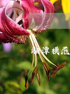 湘潭模范司法所长 湘潭模范司法所长