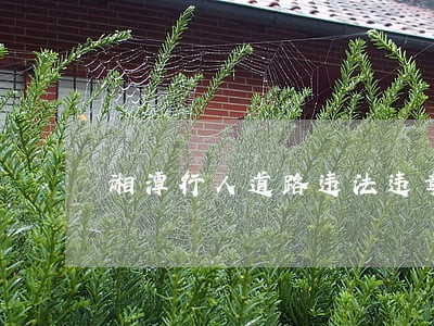 湘潭行人道路违法违章调查