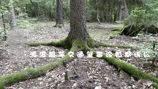 湘潭超车交通肇事该如何诉讼