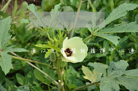 湛江交警智能指挥中心违法申诉