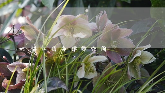 湛江债务律师咨询 湛江债务律师咨询