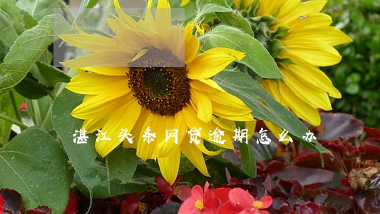湛江头条网贷逾期怎么办 湛江头条网贷逾期怎么办