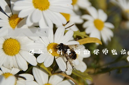 湛江市刑事诉讼律师电话微信