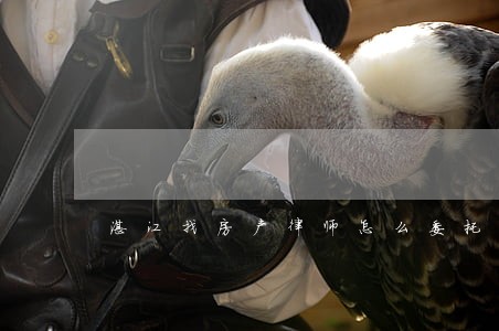 湛江找房产律师怎么委托 湛江找房产律师怎么委托