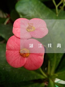 湛江找离婚律师服务 湛江找离婚律师服务