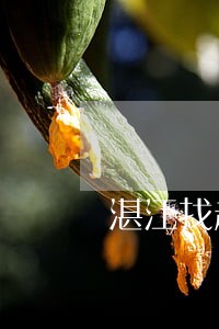 湛江找起诉离婚律师服务