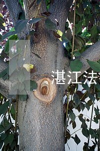 湛江法律咨询律师免费 湛江法律咨询律师免费